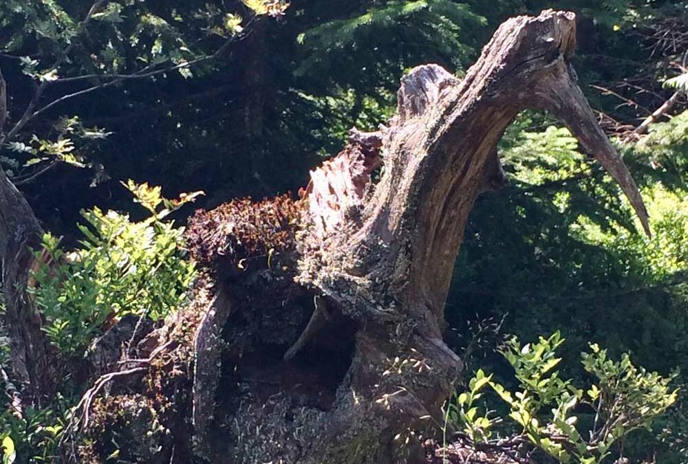 Communiquer avec les Éléments et l’Esprit de la Nature  (2 jours)